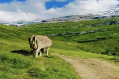 2026年属马的肇姓男孩起名大全